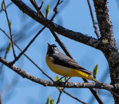 Küçük bir kuş, Rusya.
