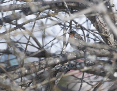 Küçük bir Sibirya kuşu