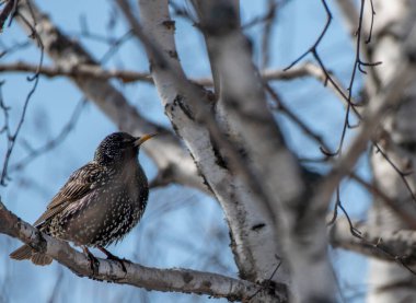 Bir kuş, Sibirya, Rusya