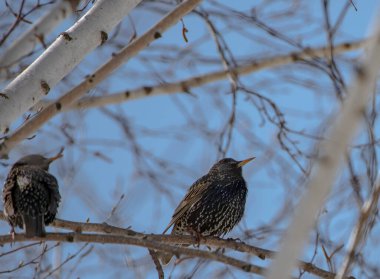 Bir kuş, Sibirya, Rusya
