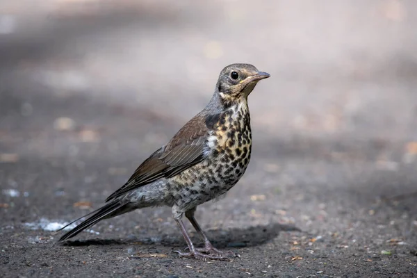 Ein Vogel Sibirien Russland — Stockfoto