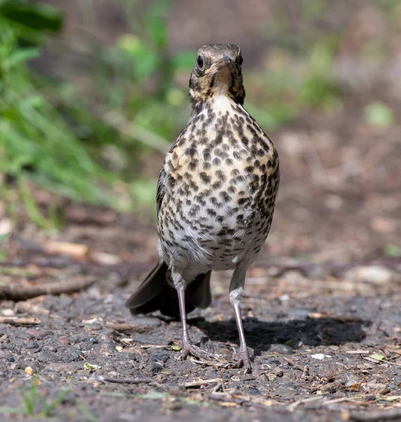 ロシアのシベリアの鳥です — ストック写真