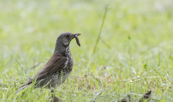 Kleiner Vogel Auf Dem Gras — Stockfoto