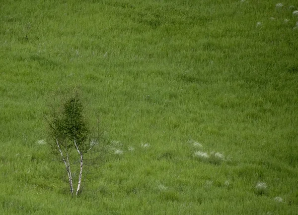 Yaz Manzaraları Sibirya Rusya — Stok fotoğraf