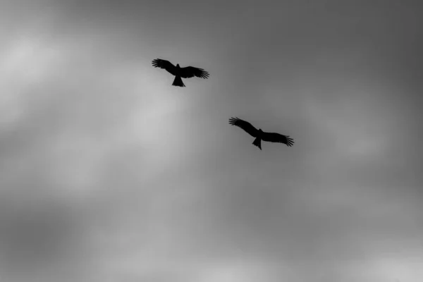 Eagles Flight — Stock Photo, Image