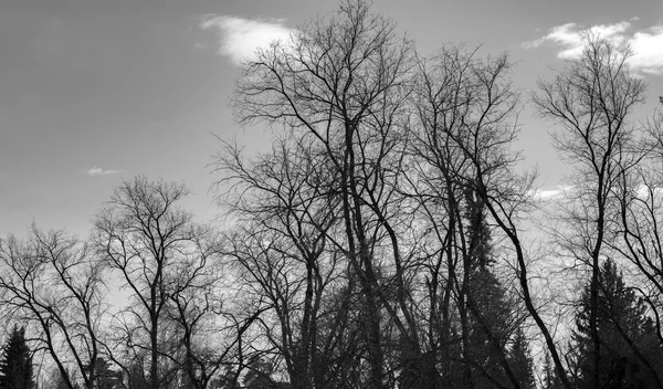 Fotografía Blanco Negro Montaña Altay —  Fotos de Stock