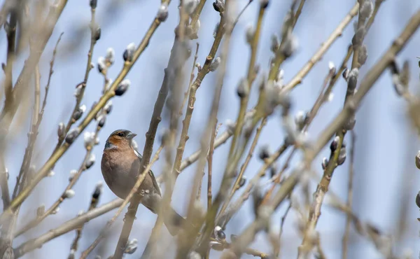 一种小冬眠鸟 — 图库照片