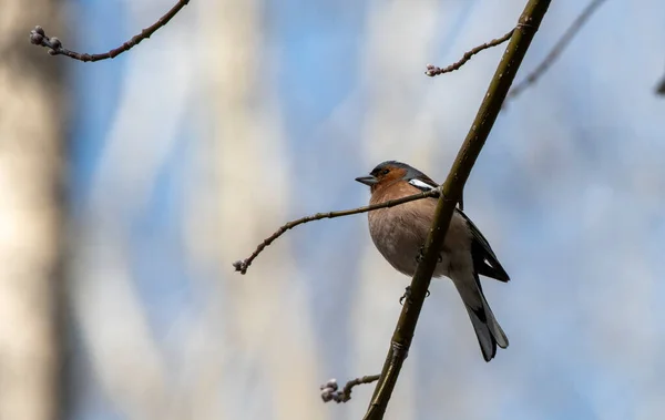 Oiseau Une Ville Sibérie Russie — Photo