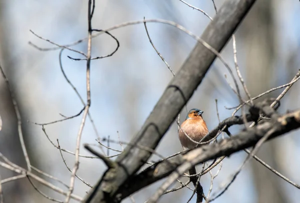 ロシアのシベリアの鳥です — ストック写真