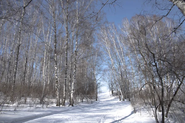 Winter Siberia Park Russland — Stockfoto