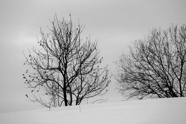 Χειμώνας Στο Πάρκο — Φωτογραφία Αρχείου