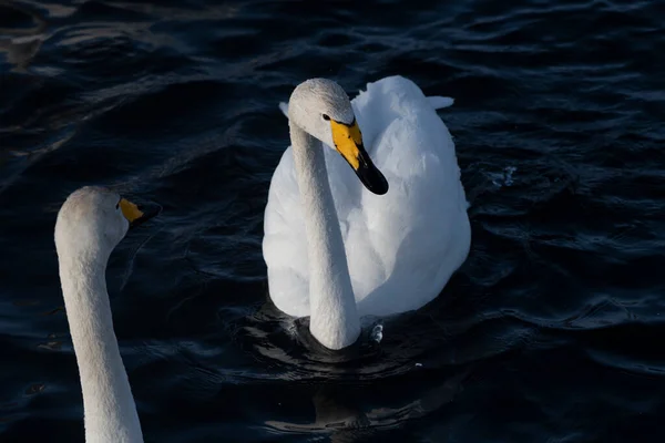 Cisnes Agua Siberia Rusia — Foto de Stock