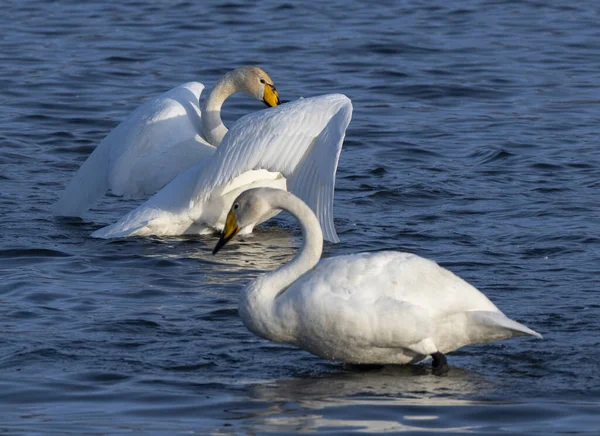 Cisnes Están Luchando Siberia Rusia — Foto de Stock