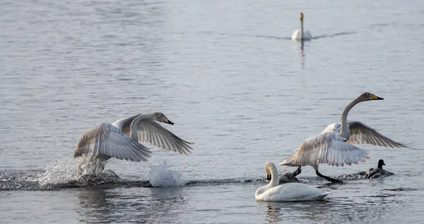 Vintringssvanar Sibirien Ryssland — Stockfoto