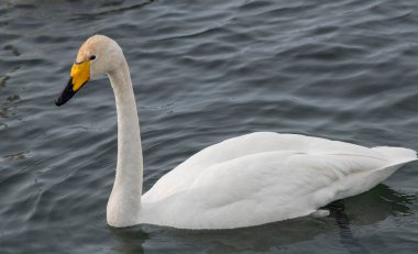Kuğular cıvıldıyor, Altai, Sibirya, Rusya