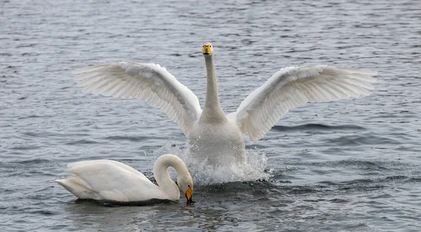 Cisnes Invernantes Siberia Rusia — Foto de Stock