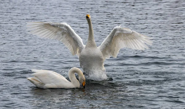 Cisnes Invernantes Siberia Rusia — Foto de Stock