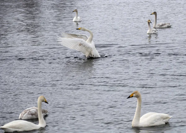 Svanar Häxeri Altai Sibirien Ryssland — Stockfoto