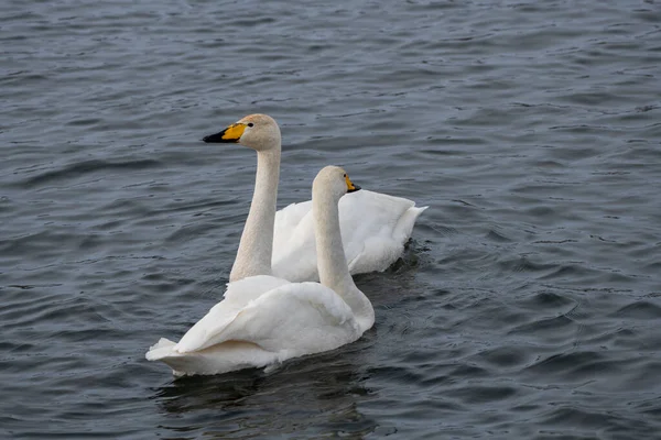 Cisnes Son Ingeniosos Altai Siberia Rusia — Foto de Stock