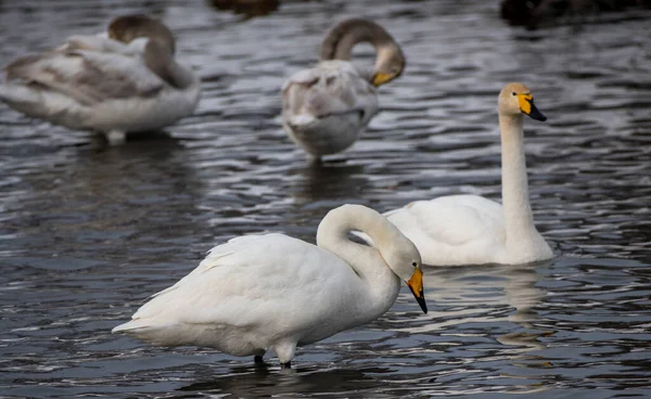 Cisnes Son Ingeniosos Altai Siberia Rusia — Foto de Stock