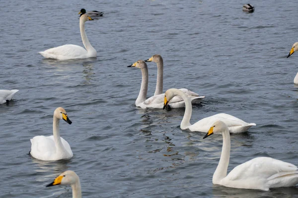 Cisnes Son Ingeniosos Altai Siberia Rusia — Foto de Stock