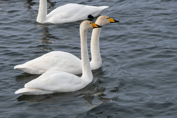 Cisnes Son Ingeniosos Altai Siberia Rusia — Foto de Stock