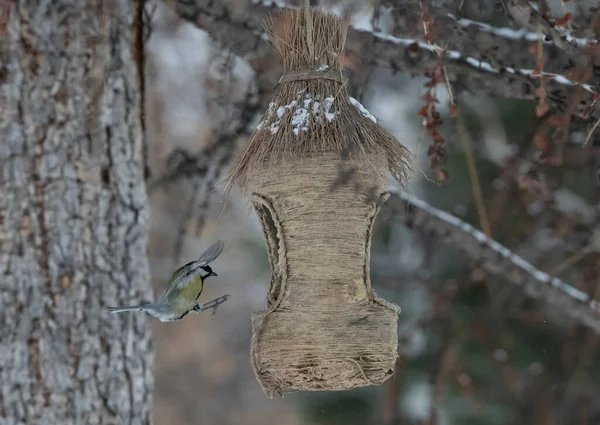 Kleine Vögel Sibirien Russland — Stockfoto