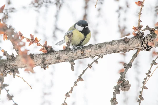 Kleine Vögel Sibirien Russland — Stockfoto