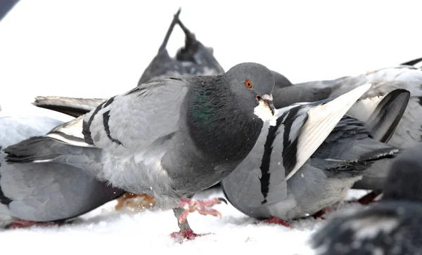 Kleine Vögel Sibirien Russland — Stockfoto