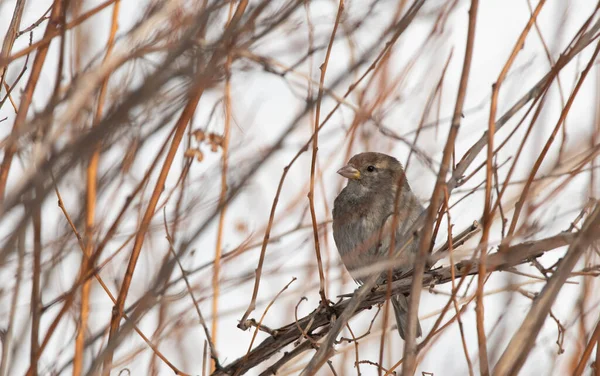 Kleine Vogeltjes Siberië Rusland — Stockfoto