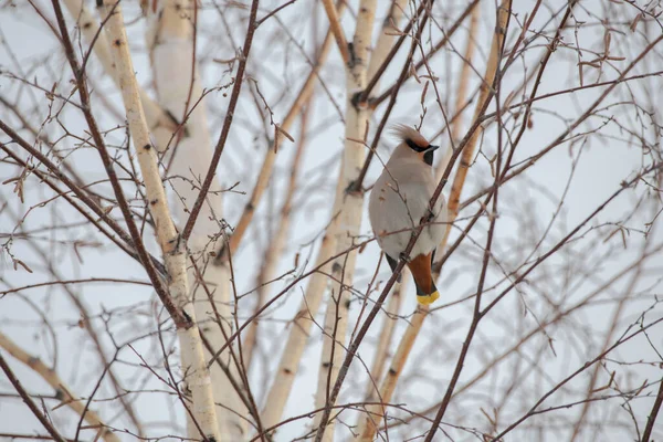 Petits Oiseaux Sibérie Russie — Photo