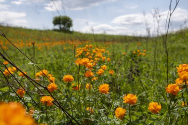 Bahar çiçeği, Sibirya, Rusya