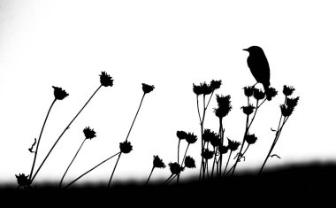 Bir kuş, Sibirya, Rusya