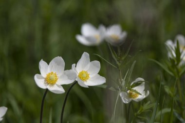 Çimlerde mavi çiçekler