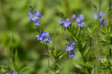 Çimlerde mavi çiçekler