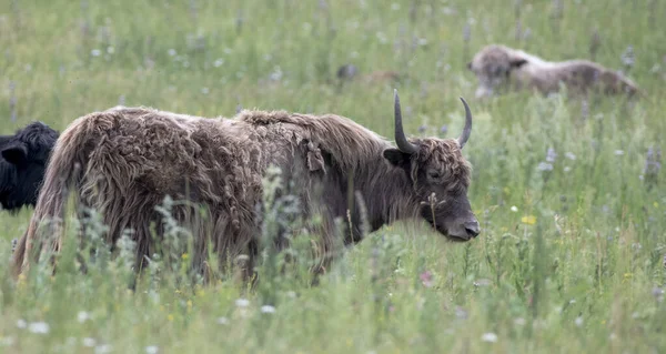 Altaian Yak Σιβηρία — Φωτογραφία Αρχείου