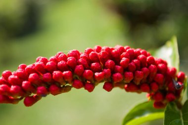 Bokeh, Lalbagh Botanik Bahçesi 'nde Combretum rotundifolium tomurcukları olarak da bilinen Maymun Vine Buds' ın yakın plan görüntüsü, aslen Güney Amerika 'dan, bu bitkinin parlak kırmızı çiçekleri, tomurcukları ve berileri var.