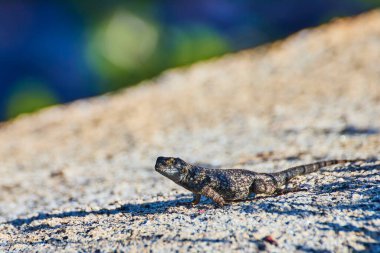 Yosemite California 'daki Olmsted Point' te güneş ışığında bir kertenkele, Amerika Birleşik Devletleri 'nin doğal renkleriyle çevriliyken kayayla harmanlanıyor..