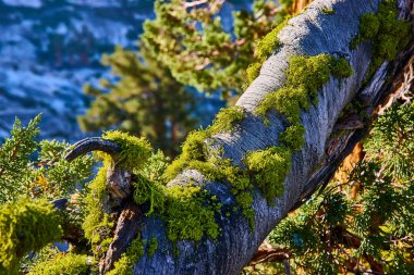 Parlak yeşil yosunlar, Yosemite California 'daki Olmsted Point' te güneş ışığıyla çevrili yıpranmış bir ağaç gövdesine tutunur ve huzurlu bir doğal manzara yaratır..