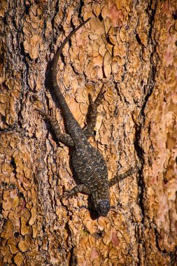 İyi kamufle olmuş bir kertenkele, Yosemite California 'da Olmsted Point yakınlarındaki engebeli ağaç kabuğuna kusursuz bir şekilde karışıyor ve hayvanların doğal ortamlarına uyum sağlayabildiklerini gösteriyor..