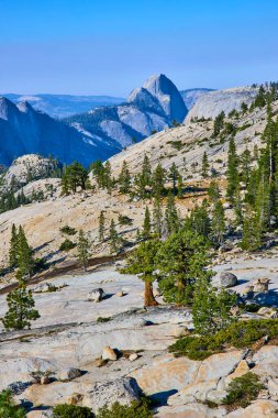 Yosemite Ulusal Parkı 'ndaki Olmsted Point' te granit çıkıntıları ve dağınık çam ağaçları. California 'da açık bir yaz gününde arka planda Half Dome' un çarpıcı silüeti yükseliyor..