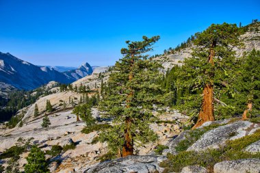 Yosemite Ulusal Parkı 'ndaki Olmsted Point' te sert çam ağaçları, engebeli granit çıkıntıları ve parlak mavi Kaliforniya gökyüzünün altındaki Half Dome manzarası yer alıyor..
