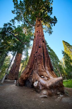Heybetli sekoya ağaçları Sequoia Ulusal Ormanı Kaliforniya 'da güneşli bir orman patikasının üzerinde Johnsondale yakınlarındaki 100 devin ünlü patikası boyunca yükseliyor. Doğanın ve sonsuz güzelliğin dehşetini yakalıyorlar..