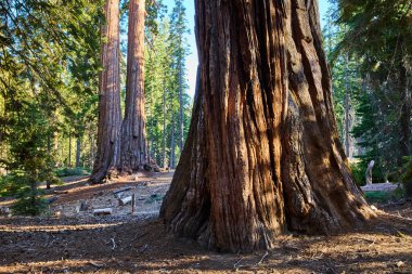 Sequoia Ulusal Ormanı 'nda, Johnsondale California yakınlarındaki 100 devin patikası boyunca uzanan devasa sekoya gövdeleri sıcak güneş ışığıyla yıkanmış ve yemyeşil yeşilliklerle çevrelenmiştir..