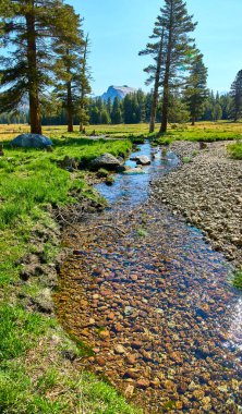 Yosemite Ulusal Parkı 'ndaki Tuolumne Çayırları' nda berrak bir nehir esiyor. Etrafı yeşil çimenler ve çam ağaçlarıyla çevrili. Parlak mavi gökyüzünün altında çarpıcı granit bir dağ var..