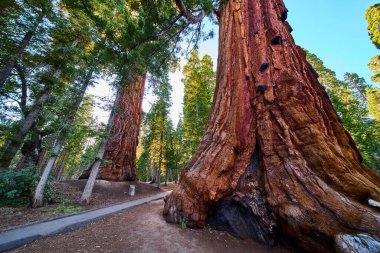 Görkemli dev sekoya ağaçları Sequoia Ulusal Ormanı 'nın üzerinde yükseliyor Johnsondale California yakınlarında 100 devin ünlü patikasında bir merak ve sükunet duygusu yaratıyor..