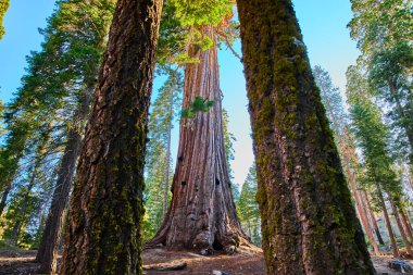 Kaliforniya 'daki 100 devin yolu boyunca Sequoia Ulusal Ormanı' ndaki yosunlu gövdelerin üzerinde yükselen devasa sekoya ağaçları sakin ve ürkütücü bir doğal manzara yaratıyor..