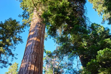 Görkemli dev sekoya ağaçları Sequoia Ulusal Ormanı 'ndaki 100 Dev Yolu boyunca gökyüzüne doğru uzanır. Yoğun yeşil yapraklar ve güneş ışığı ilham verici bir doğal manzara yaratır..