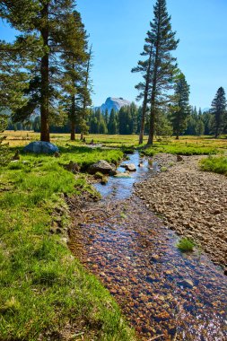 Yosemite Ulusal Parkı 'ndaki Tuolumne Çayırları' nda berrak bir nehir esiyor. Kaliforniya 'da yemyeşil çimenler, yüksek çam ağaçları ve mavi gökyüzünün altında bir dağ zirvesi var..
