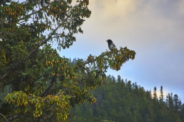 Kanada 'da Vermillion Gölü yakınlarındaki Banff ormanlarının tepelerine akşam ışığı düşerken çam kozalaklarıyla çevrili bir kozalaklı dalın ucunda dinlenen bir kuş huzur verici bir doğa manzarası yaratıyor..